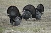 DSC_0086.JPG