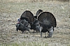 DSC_0087.JPG