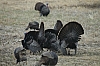DSC_0088.JPG