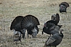 DSC_0091.JPG