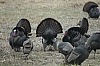 DSC_0092.JPG