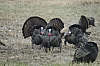 DSC_0093.JPG