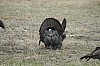 DSC_0097.JPG