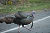 DSC_0098.JPG