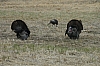 DSC_0099.JPG