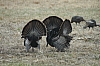DSC_0100.JPG