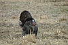 DSC_0104.JPG