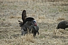 DSC_0105.JPG