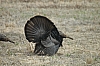 DSC_0106.JPG