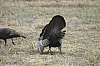 DSC_0107.JPG