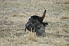 DSC_0108.JPG