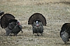 DSC_0110.JPG