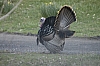 DSC_0115.JPG