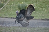 DSC_0116.JPG
