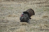 DSC_0117.JPG