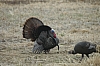 DSC_0118.JPG