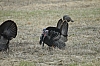 DSC_0120.JPG