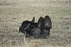 DSC_0125.JPG