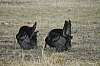 DSC_0126.JPG
