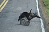 DSC_0131.JPG