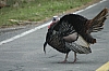 DSC_0136.JPG