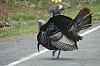 DSC_0137.JPG