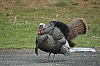 DSC_0138.JPG