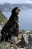 A chick at the nest S1A at the Staritskiy Peninsula. 1 Aug 2007.