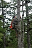 Climbing a larch, nest T2