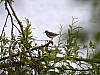 Common sandpiper.jpg