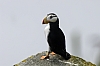 Horned-Puffin.jpg