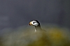 Horned-Puffin2.jpg