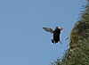 Puffin-2.jpg