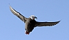 Puffin-3.jpg