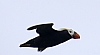 Puffin.jpg