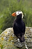 Puffin2a.jpg