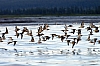 Red Knots.JPG