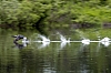 Red-throated loon.jpg