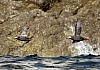 Spectacle guillemots.JPG