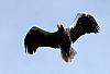 Steller's in flight.JPG