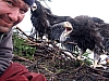 with chick at a nest 30 m high.jpg