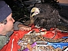 with chick at a nest above a cliff.jpg