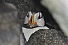 horned_puffin.jpg