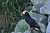 tufted_puffin.jpg