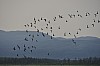 waders.jpg