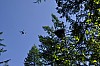 Drone_Nest7.jpg