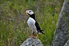 Horned_Puffin.jpg