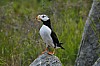 Horned_Puffin.jpg