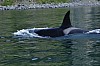 Orca1.jpg