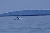 Orca4.jpg